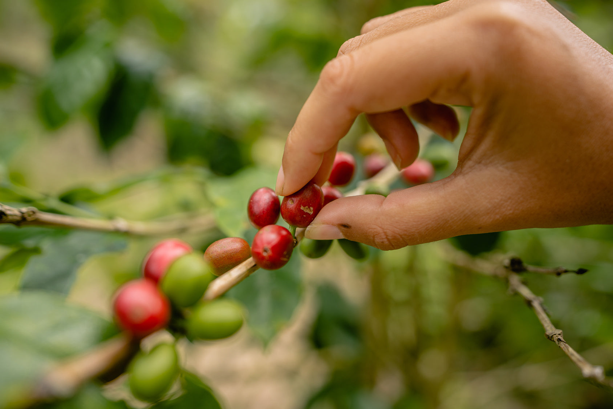 Coffee Samples